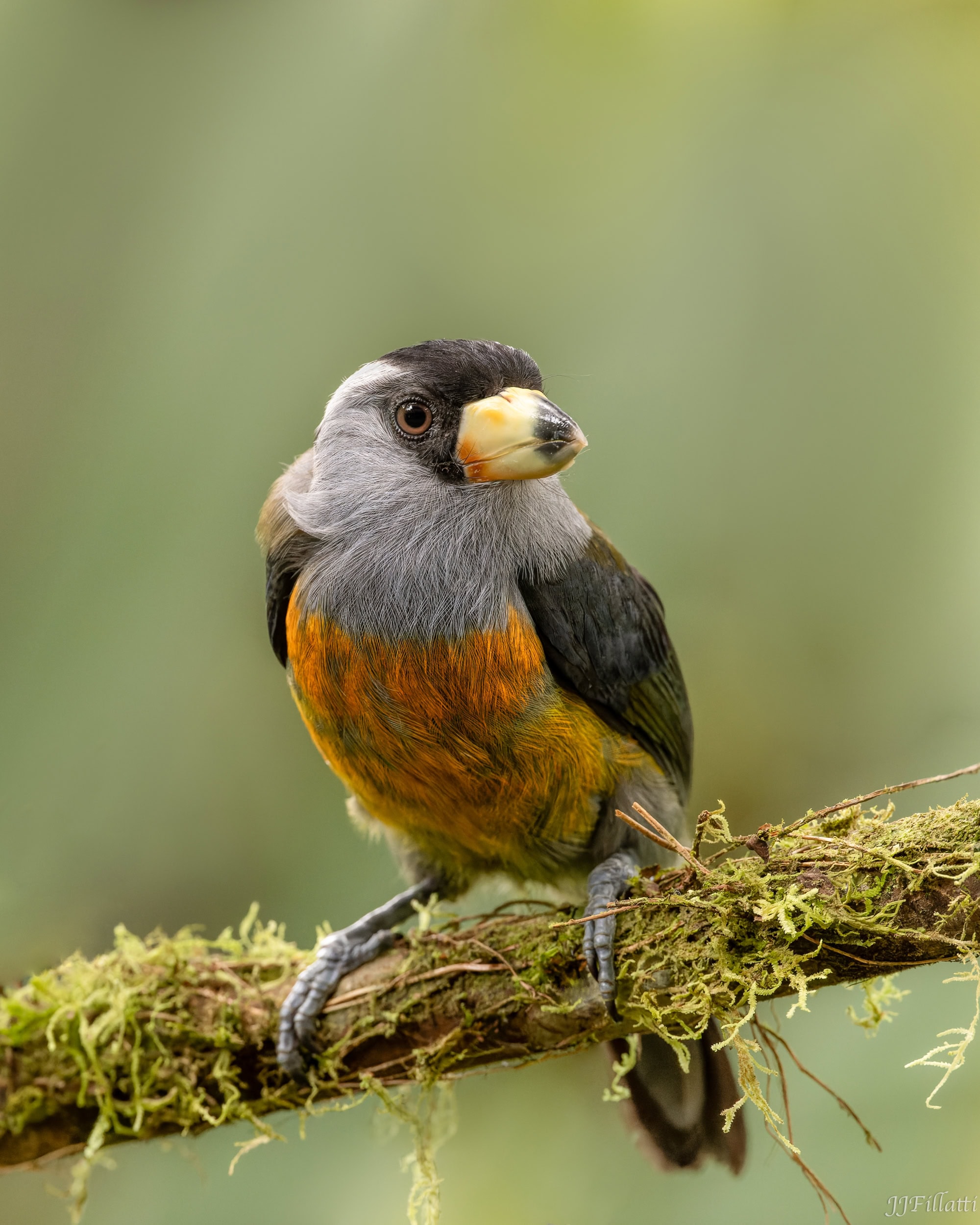 bird of colombia image 57